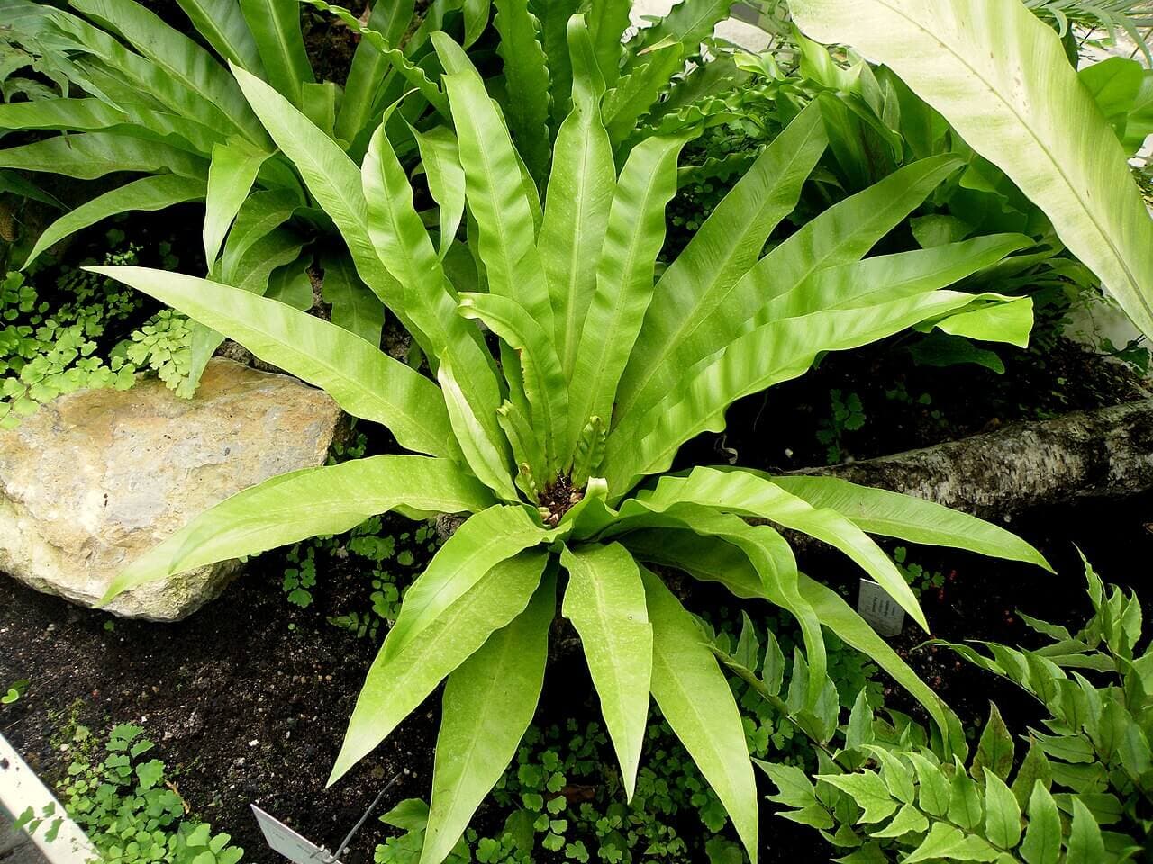 Bird's Nest Fern image