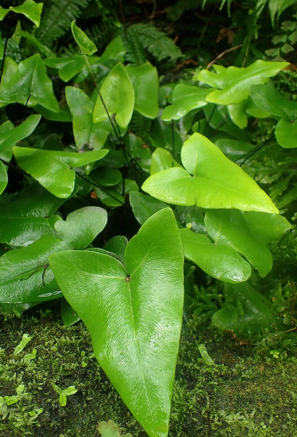 Heart Fern image