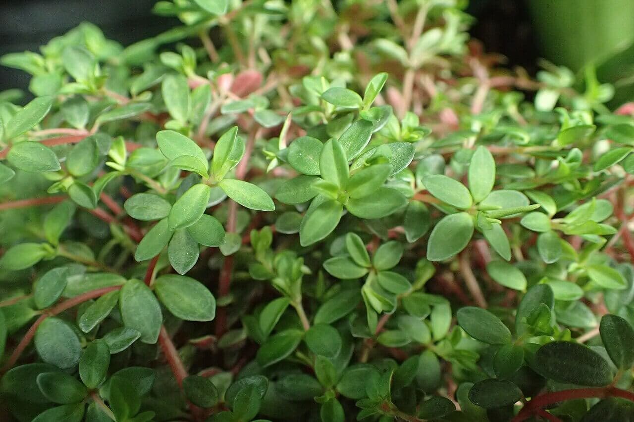Red Trailing Peperomia image