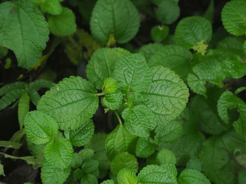Pilea nummulariifolia image