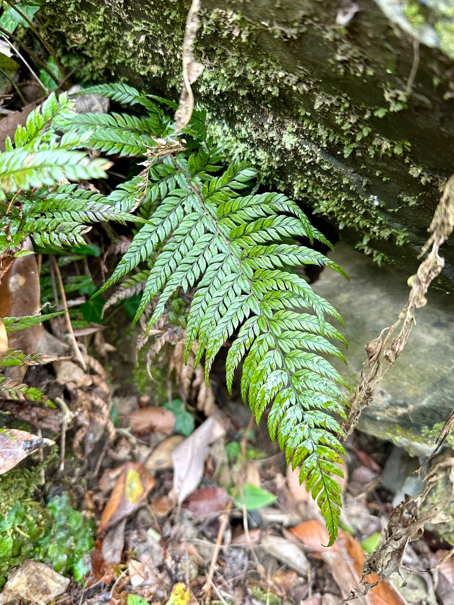 Korean Rock Fern image