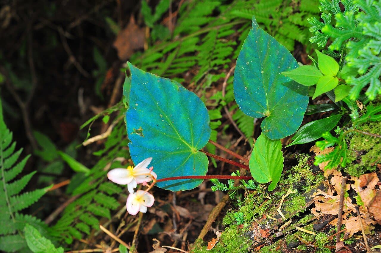 Peacock Begonia image