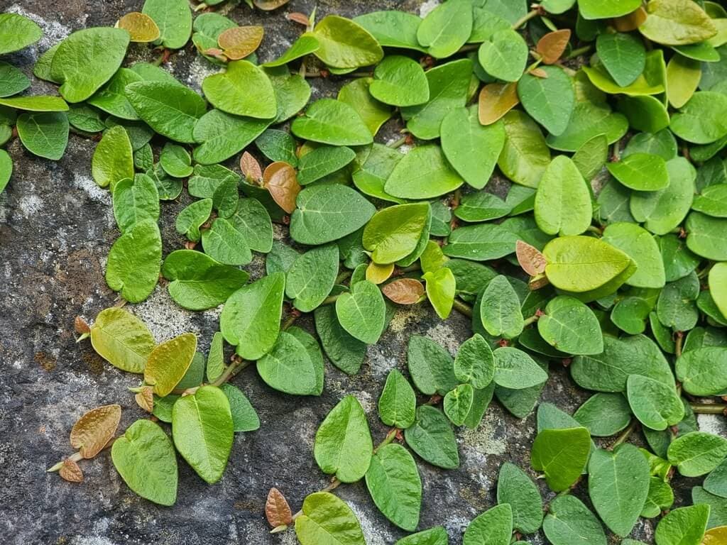 Creeping Fig image