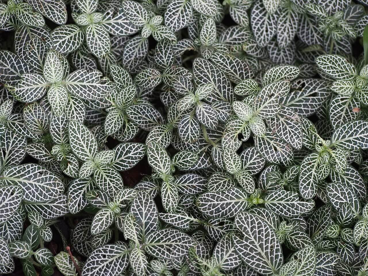 Nerve Plant image