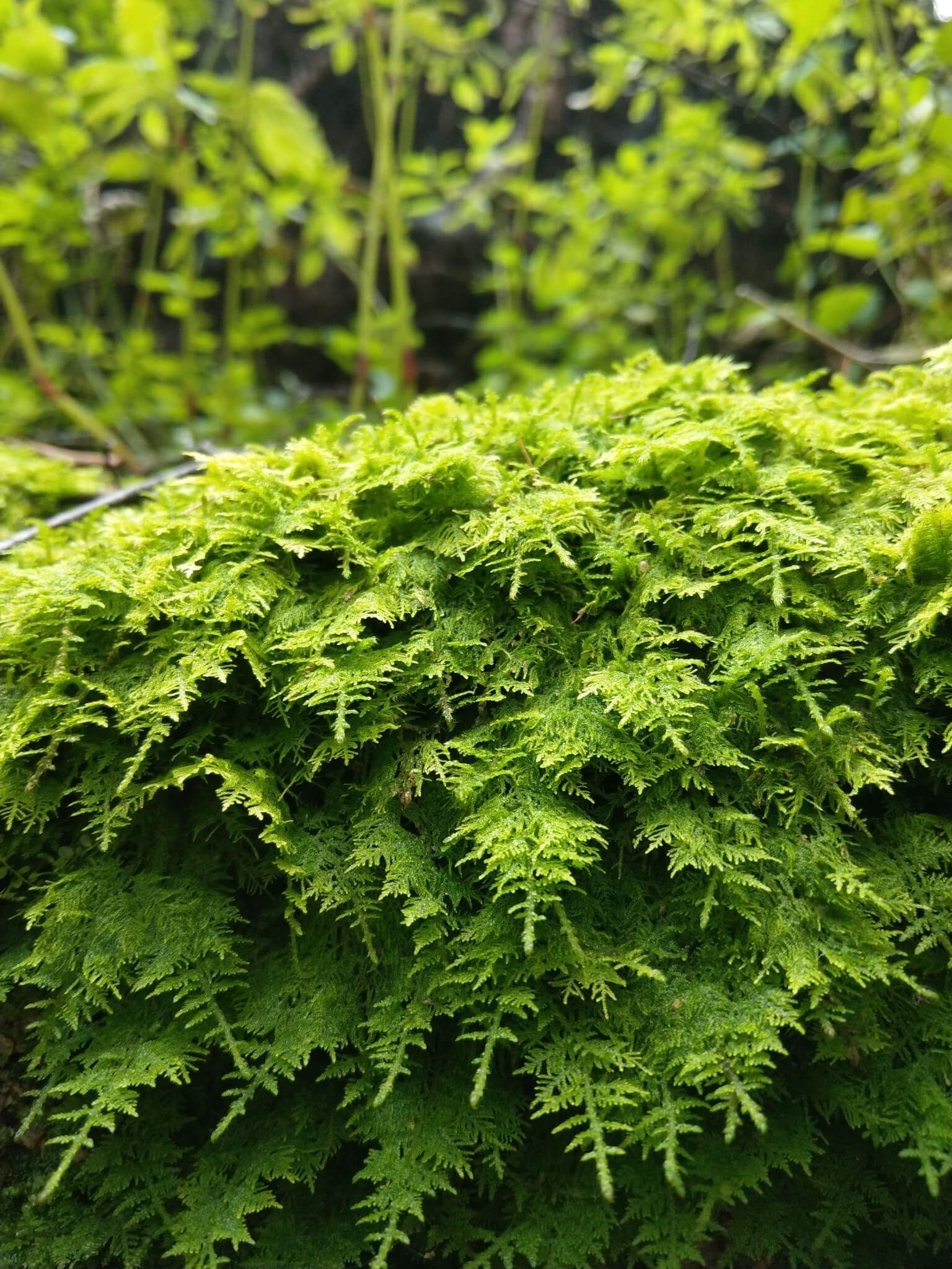 Glittering Wood-moss image
