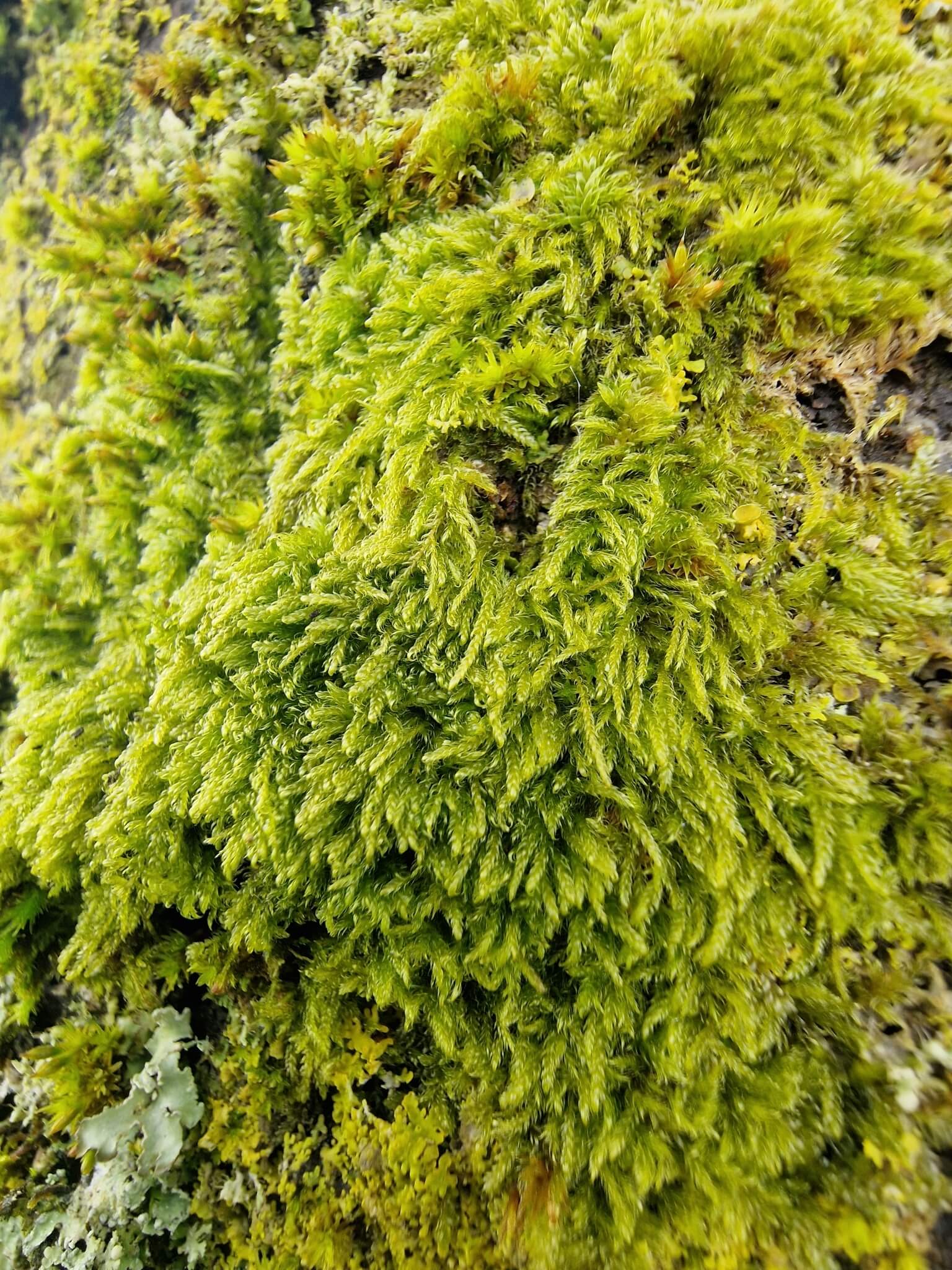 Carpet moss image