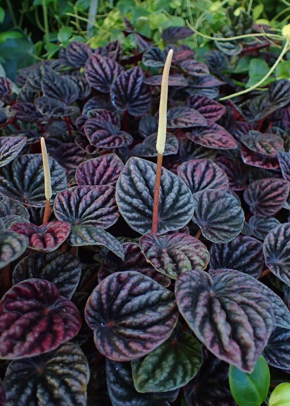 Emerald Ripple Peperomia image