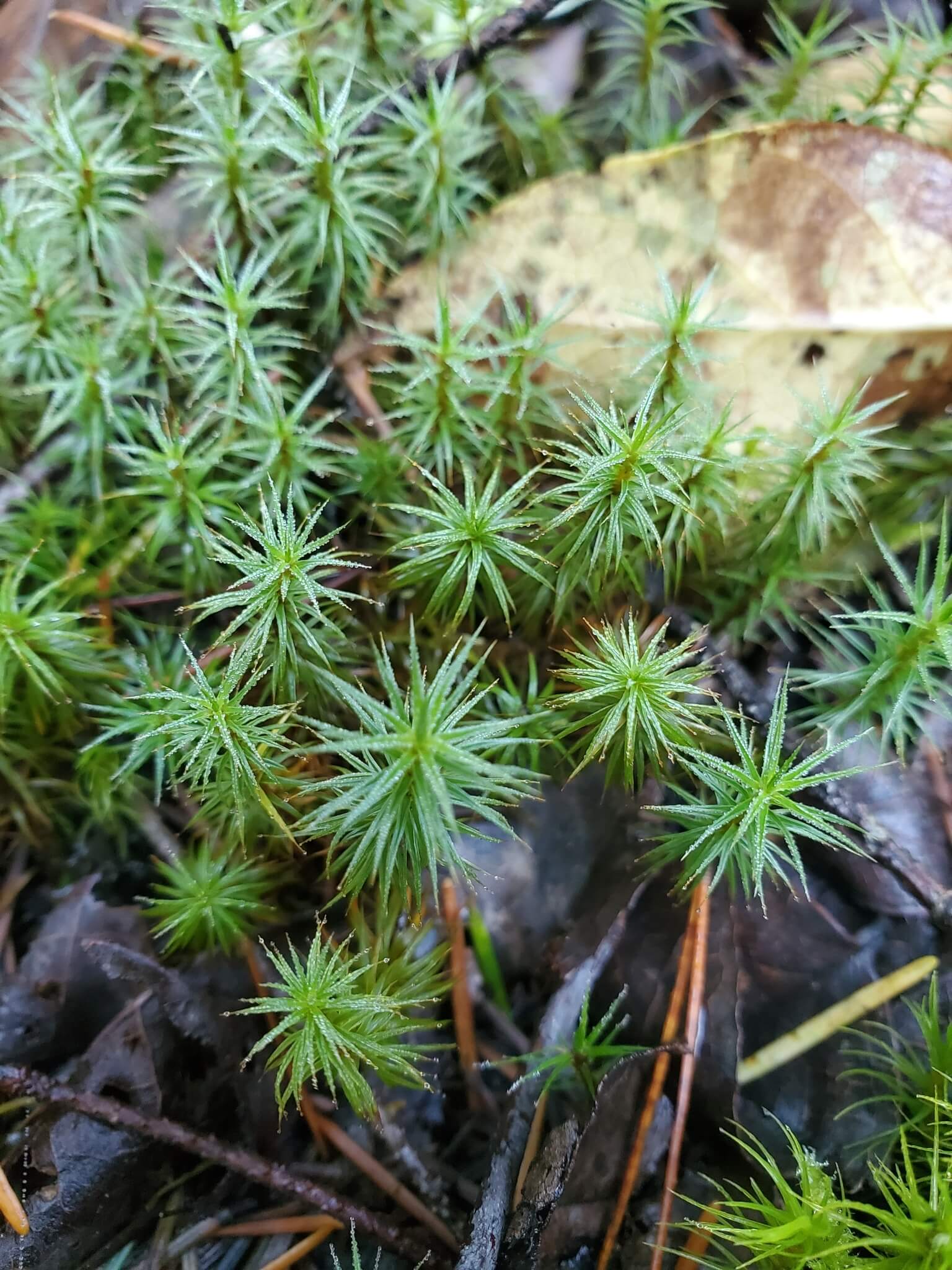 Juniper Haircap Moss image