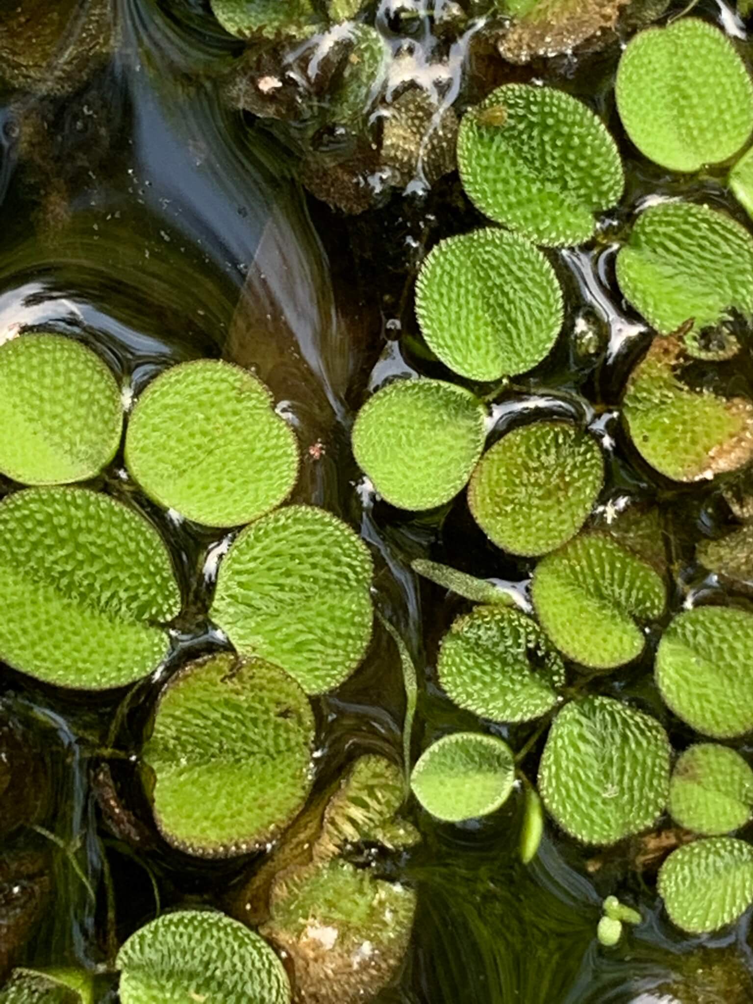 Water Spangles image