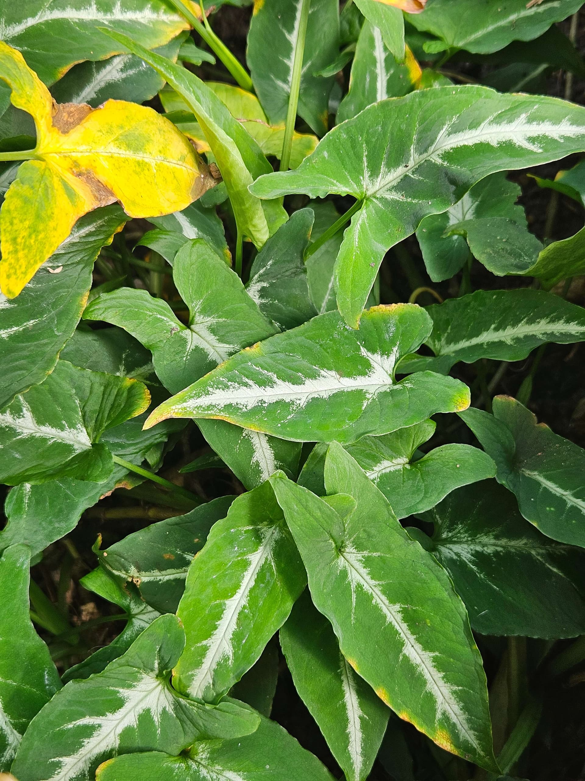 Arrowhead Vine image