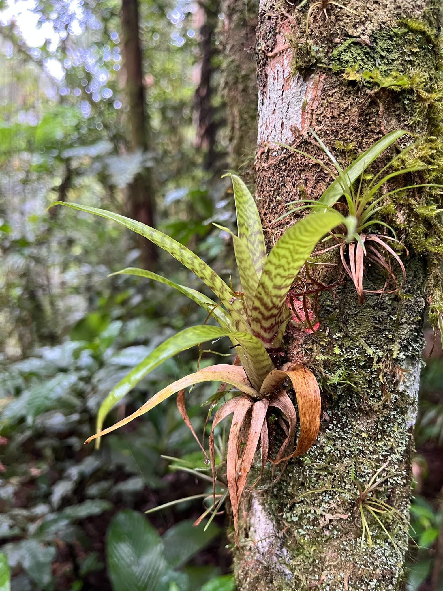 King of Bromeliads image