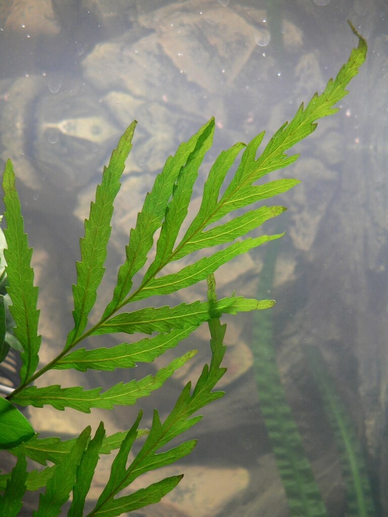 African Water Fern image