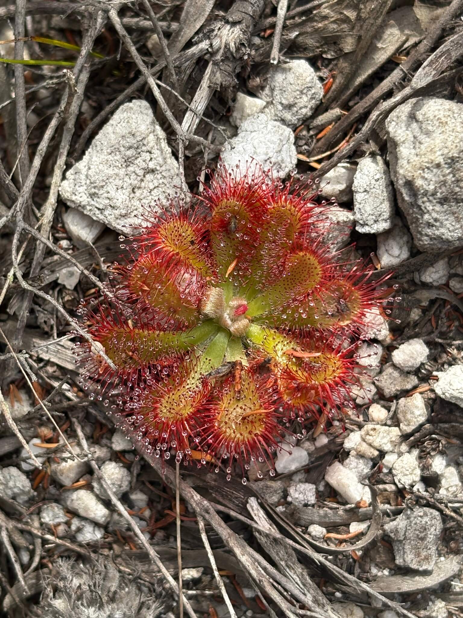 Alice's Sundew image