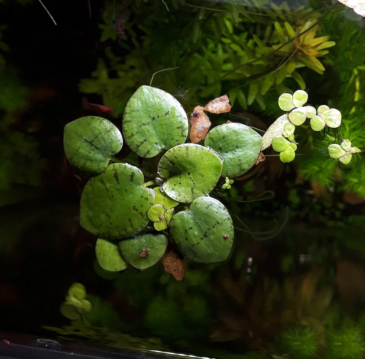 Amazon Frogbit image