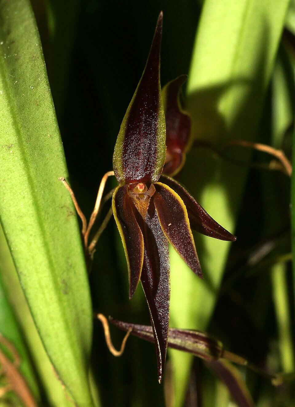 Allen's Pleurothallis image